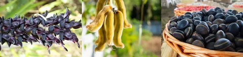 Benefits of Mucuna Pruriens Nootropics